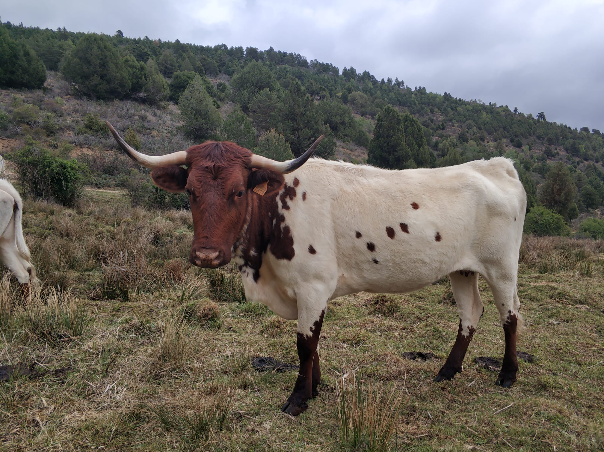 Las vacas Berrendas en Colorado en el programa Ahora o nunca de TVE