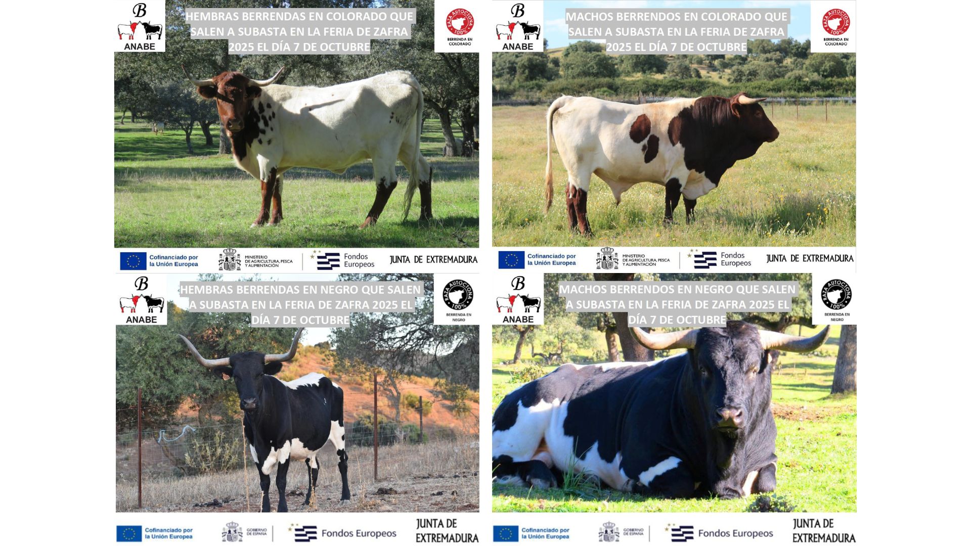 Anabe Roga Todo preparado: descubre los catálogos de los ejemplares Berrendos para ...